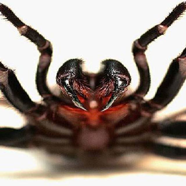 Sydney Funnel Band in Cobleskill NY